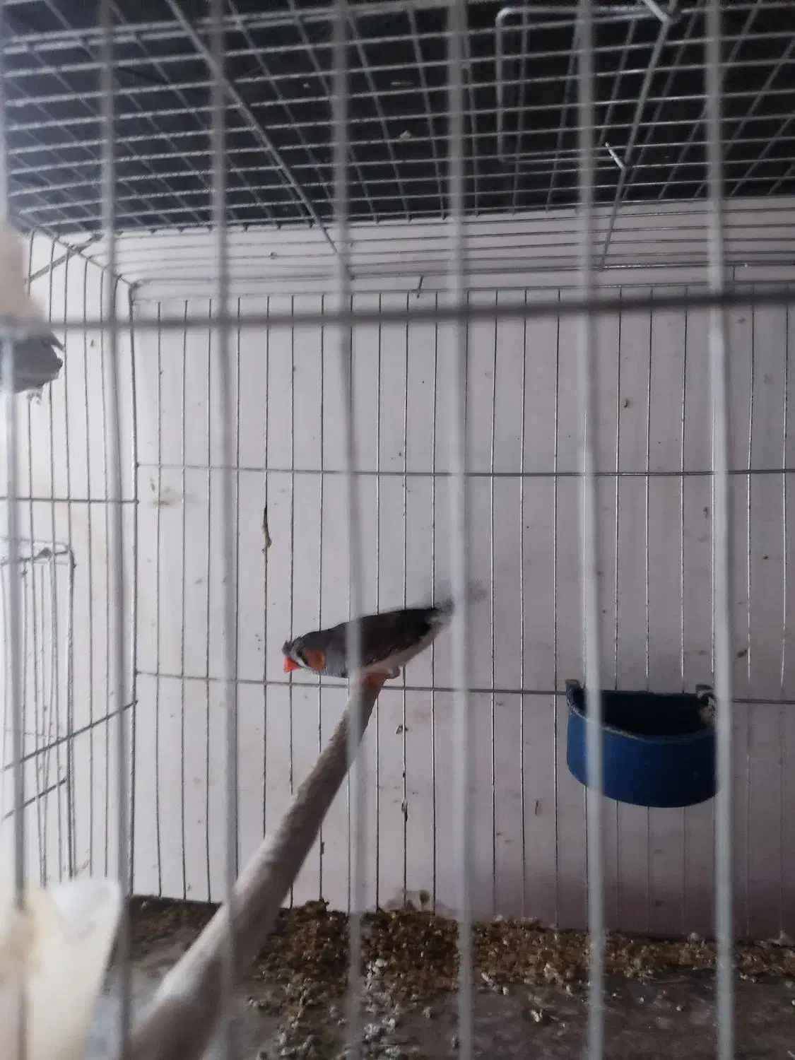 فنچ کلایی|پرنده|کرمان, |دیوار