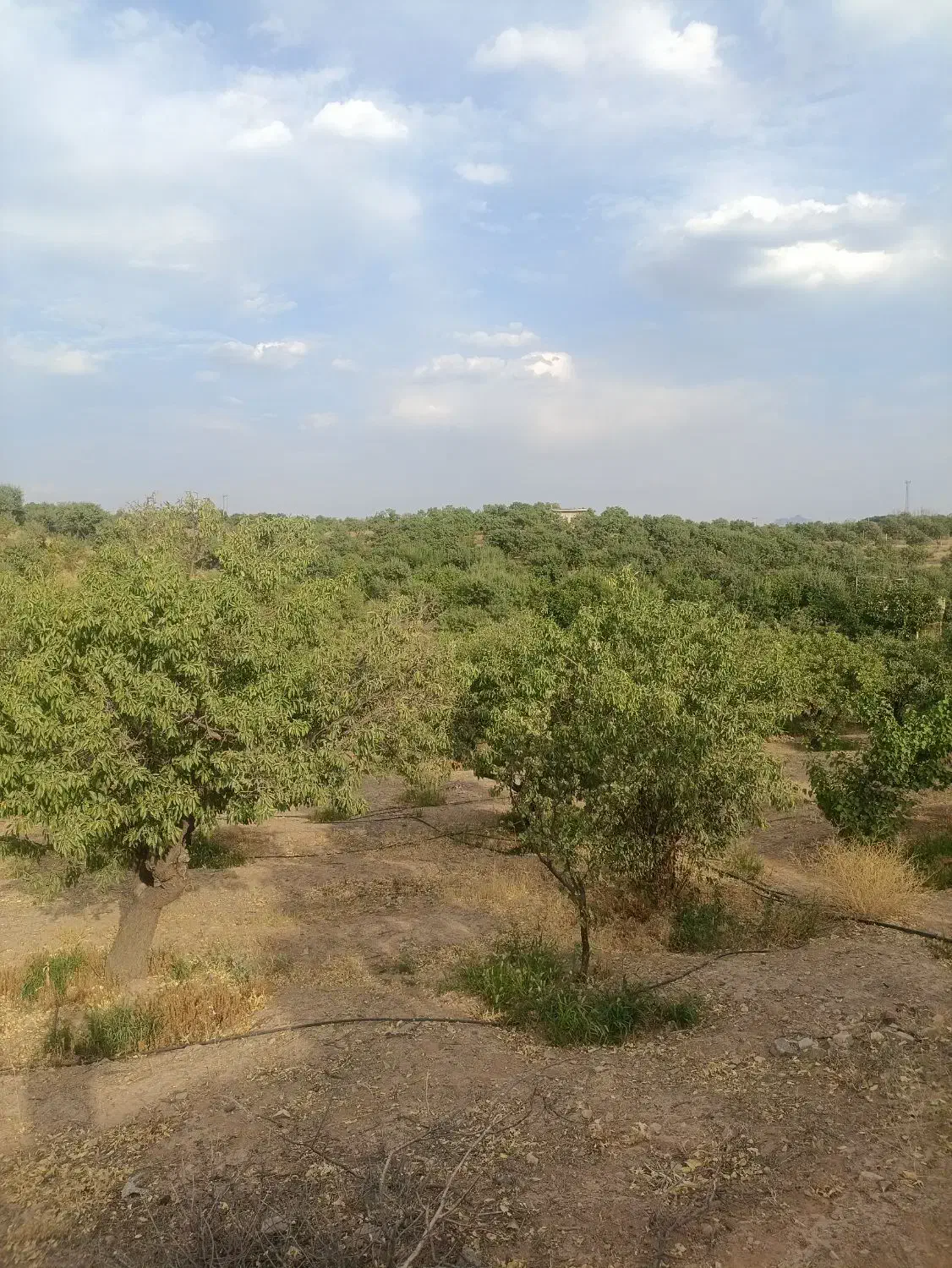 باغ زراعی قیمت مناسب|فروش دفتر صنعتی، کشاورزی، تجاری|سامان, |دیوار