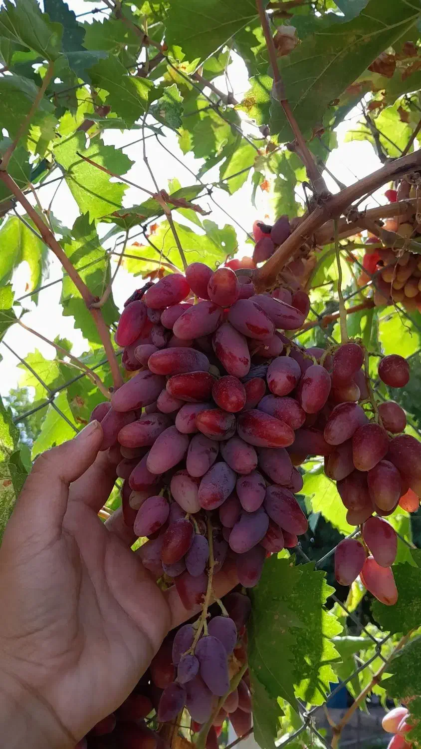 انواع نهال انگور پر ریشه|خدمات باغبانی و درختکاری|فسا, |دیوار