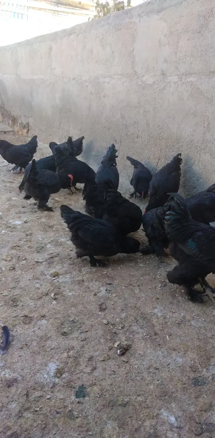 مرغ وخروس مرندی|حیوانات مزرعه|چناران, |دیوار