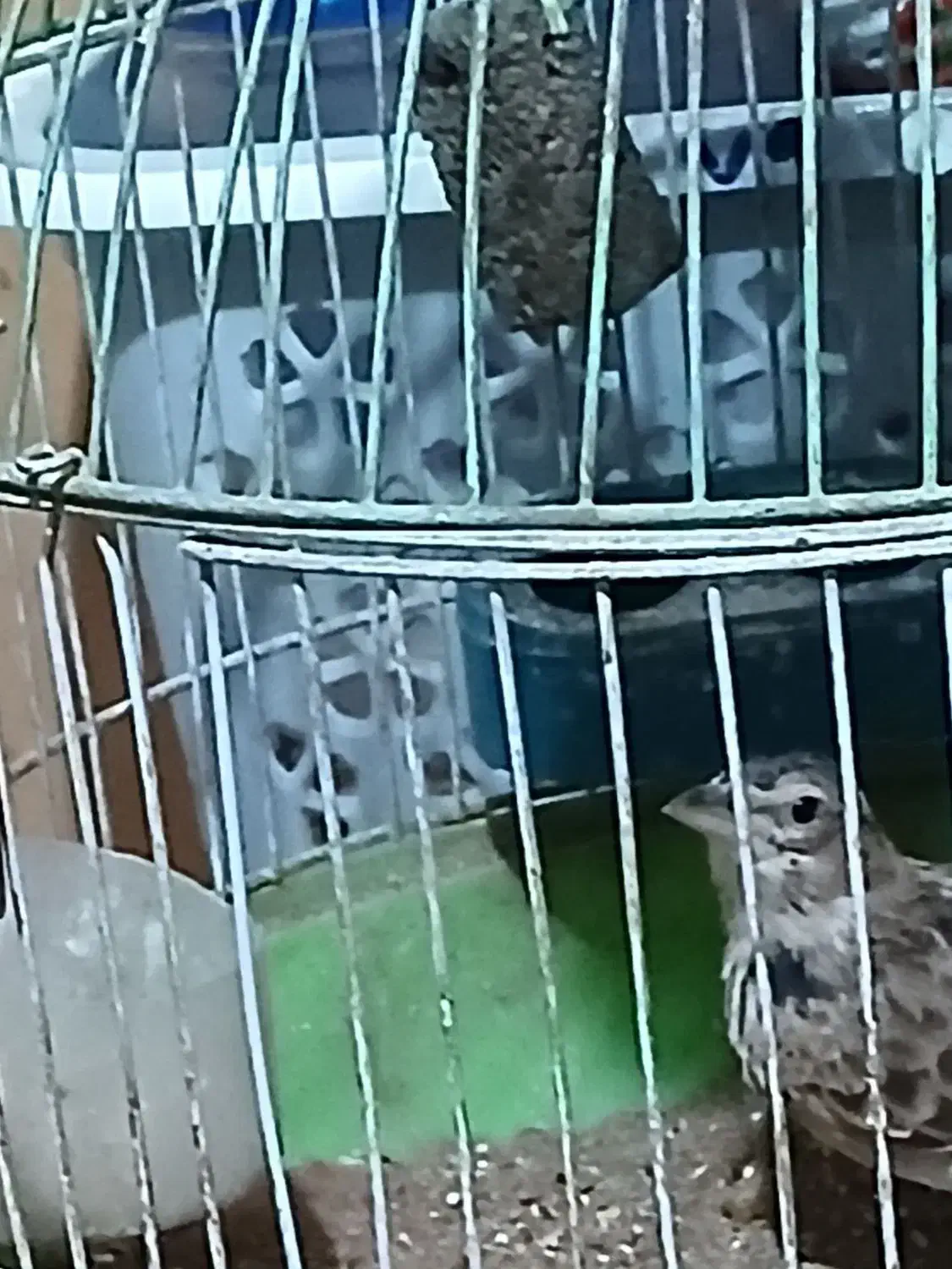 ۲عدد سهره نر|پرنده|بیرجند, |دیوار