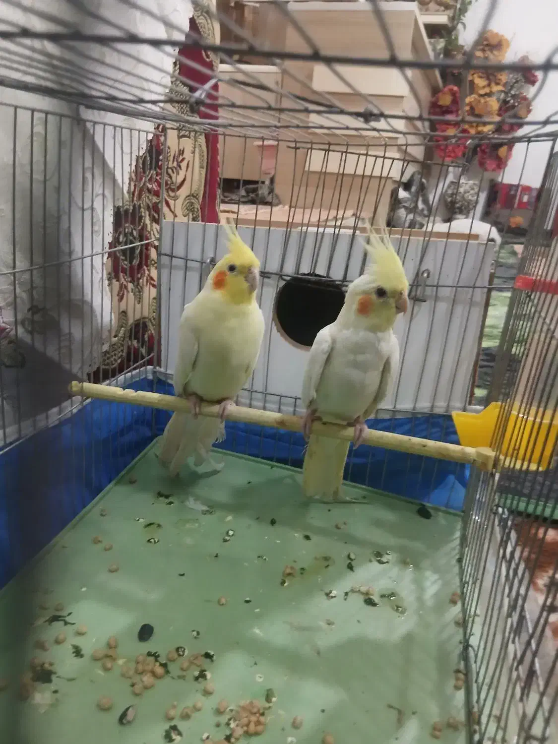 عروس هلندی|پرنده|باسمنج, |دیوار