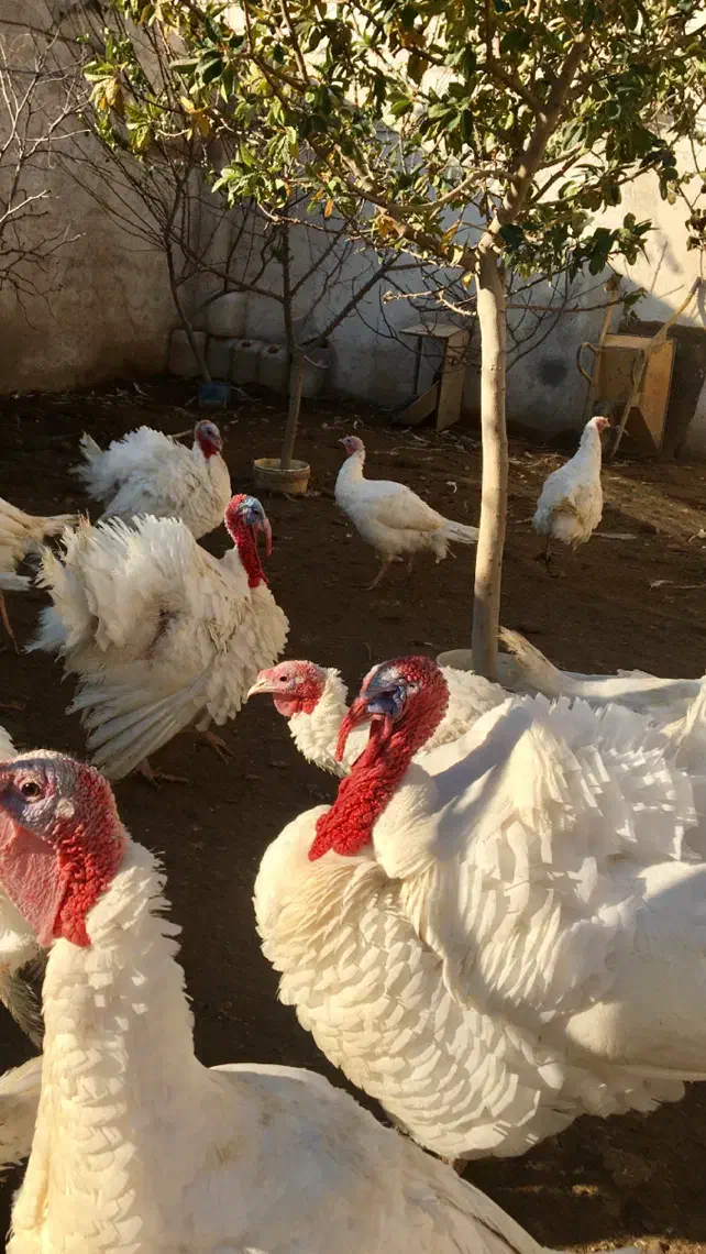 بوقلمون|حیوانات مزرعه|تهران, افسریه جنوبی|دیوار