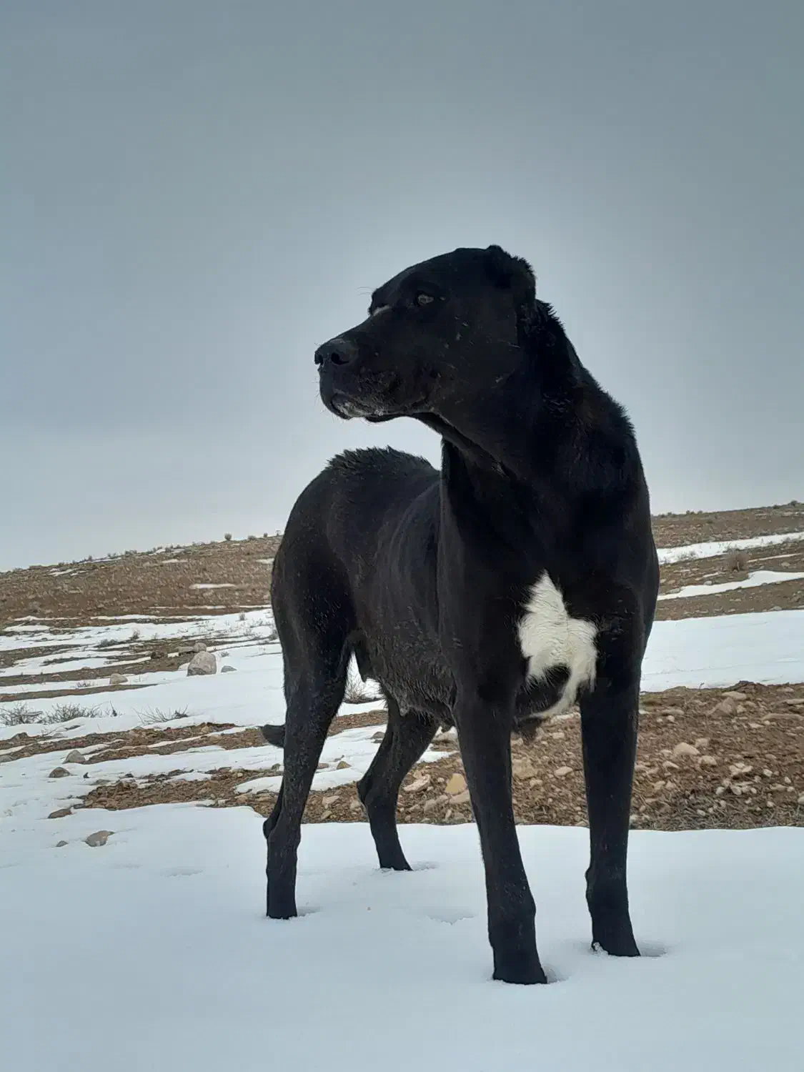 سگ ماده|سگ|شیروان (خراسان), |دیوار