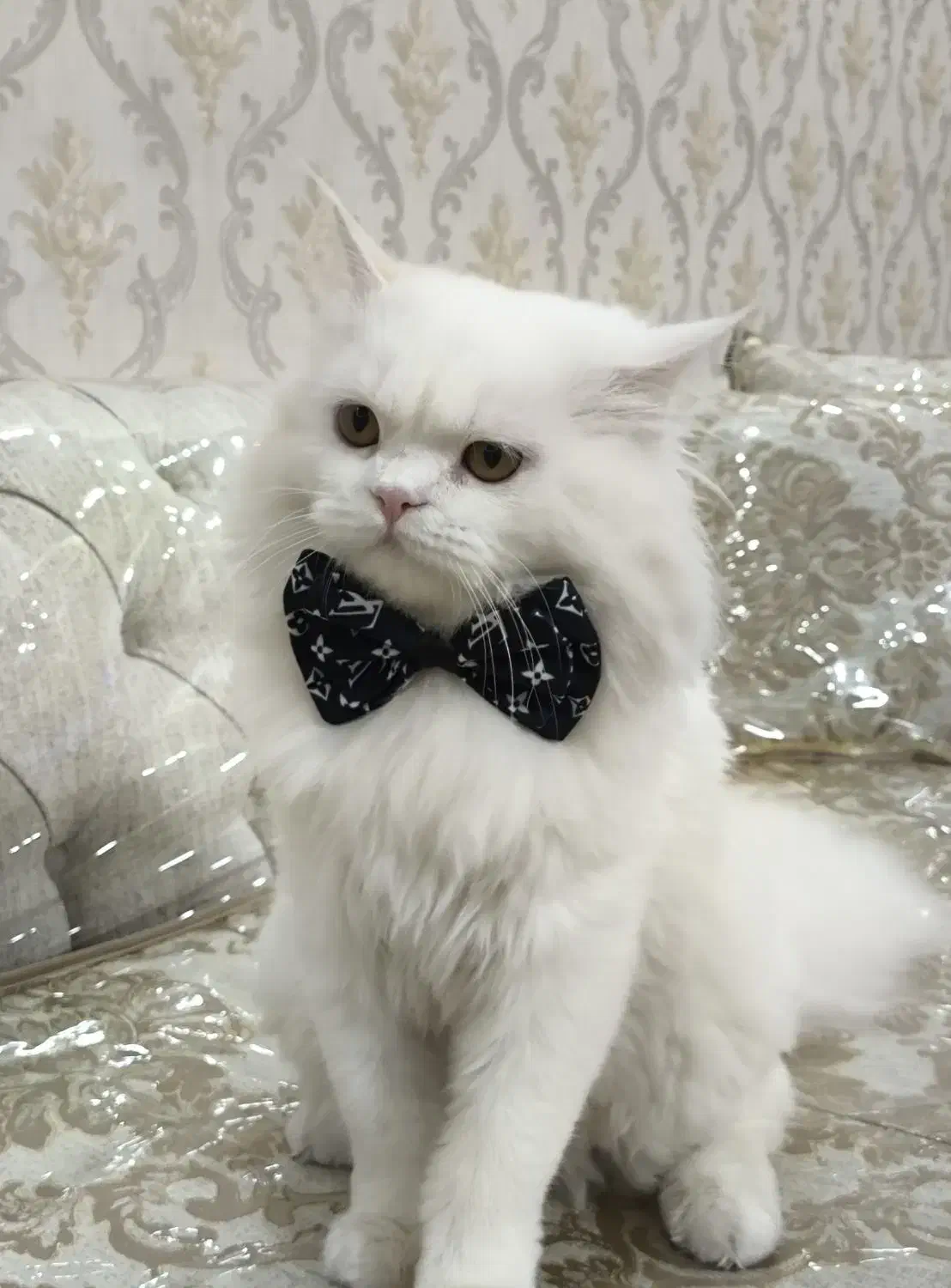 جفتگیری گربه نر|گربه|اسلامشهر, صادقیه|دیوار