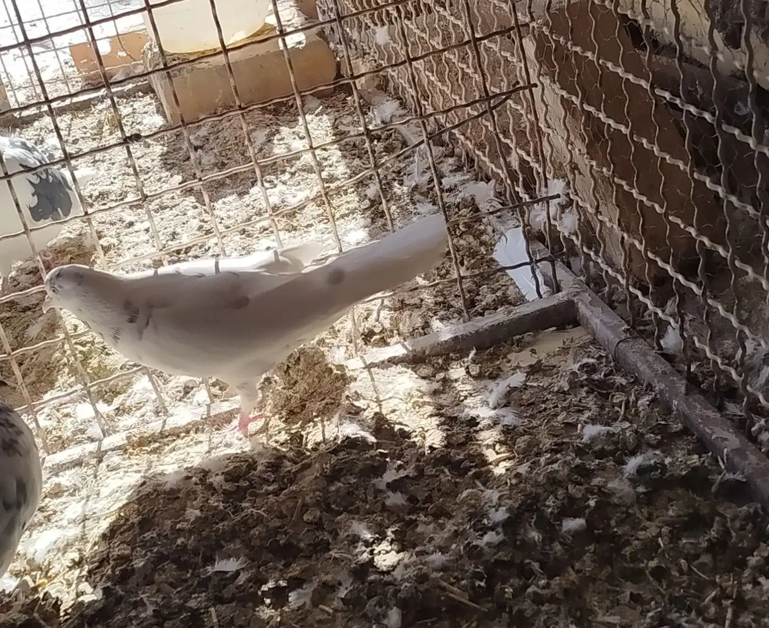 کبوتر|پرنده|خوانسار, |دیوار