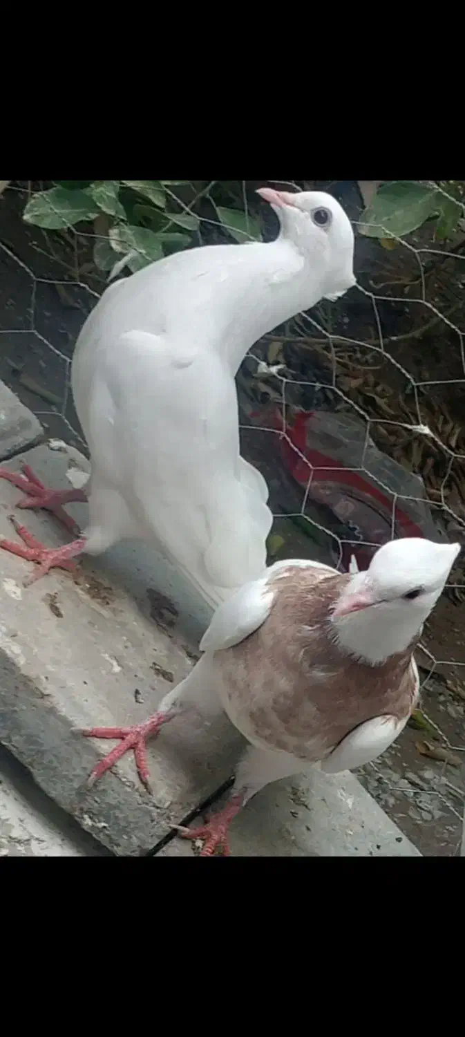 کفتر طوقی|پرنده|بندر دیر, |دیوار