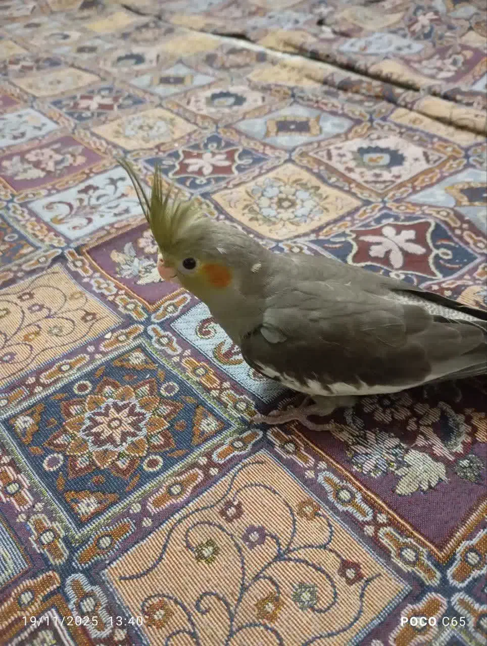 جوجه عروس هلندی 5ماهه|پرنده|قنوات, |دیوار