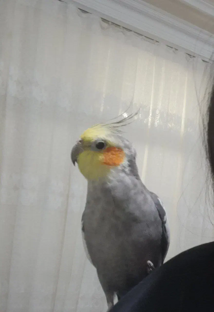 عروس هلندی گم شده است|حیوانات|مریوان, |دیوار