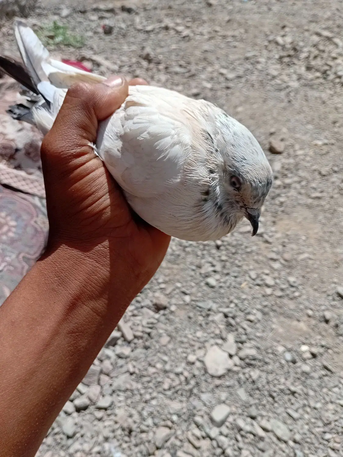 کفتر|پرنده|رودان, |دیوار