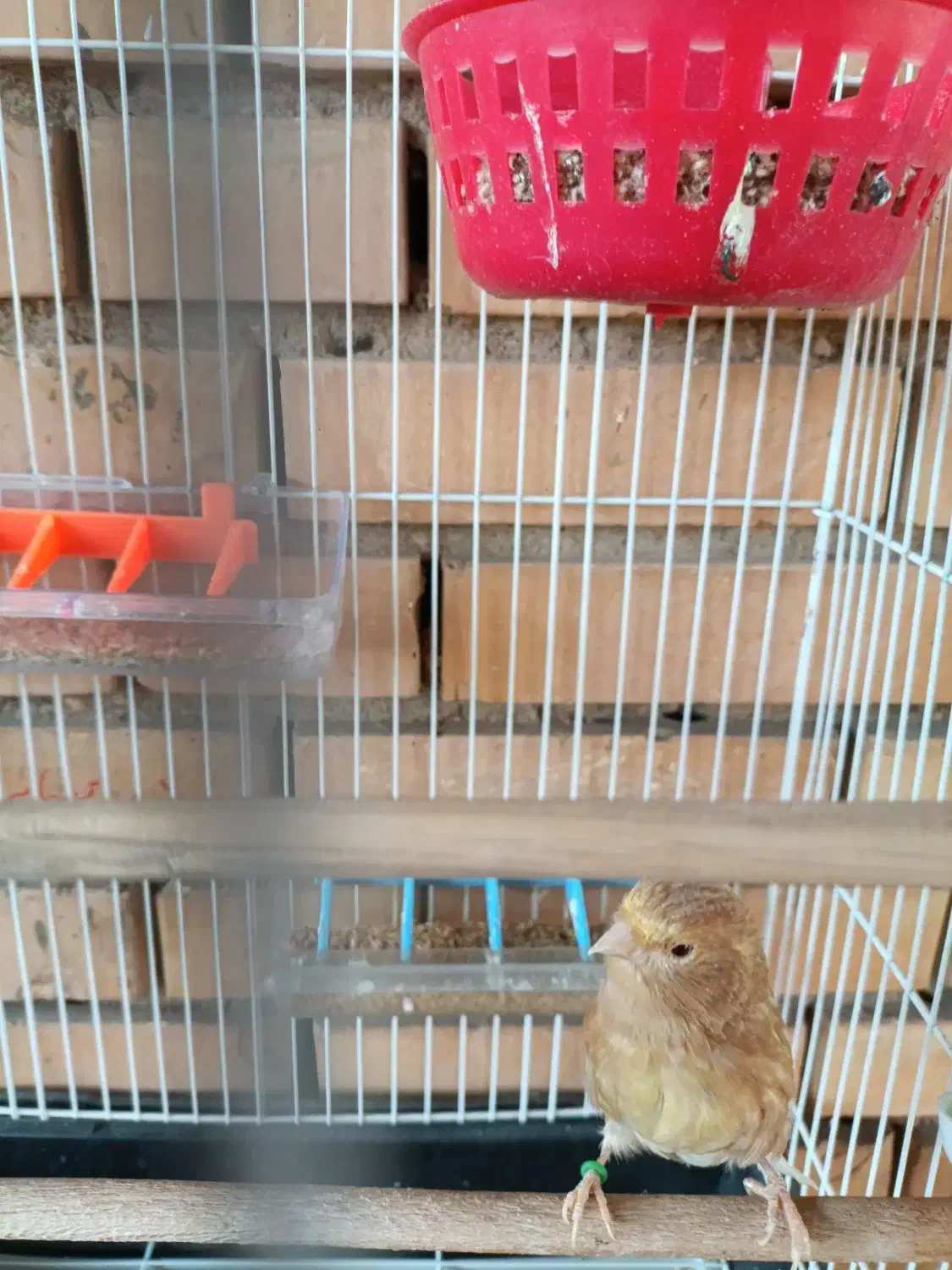 ماده قناری درجه یک آماده چشم شرابی|پرنده|گتوند, |دیوار