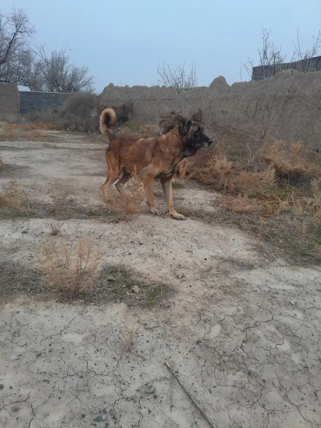 سرابی|سگ|تبریز, |دیوار