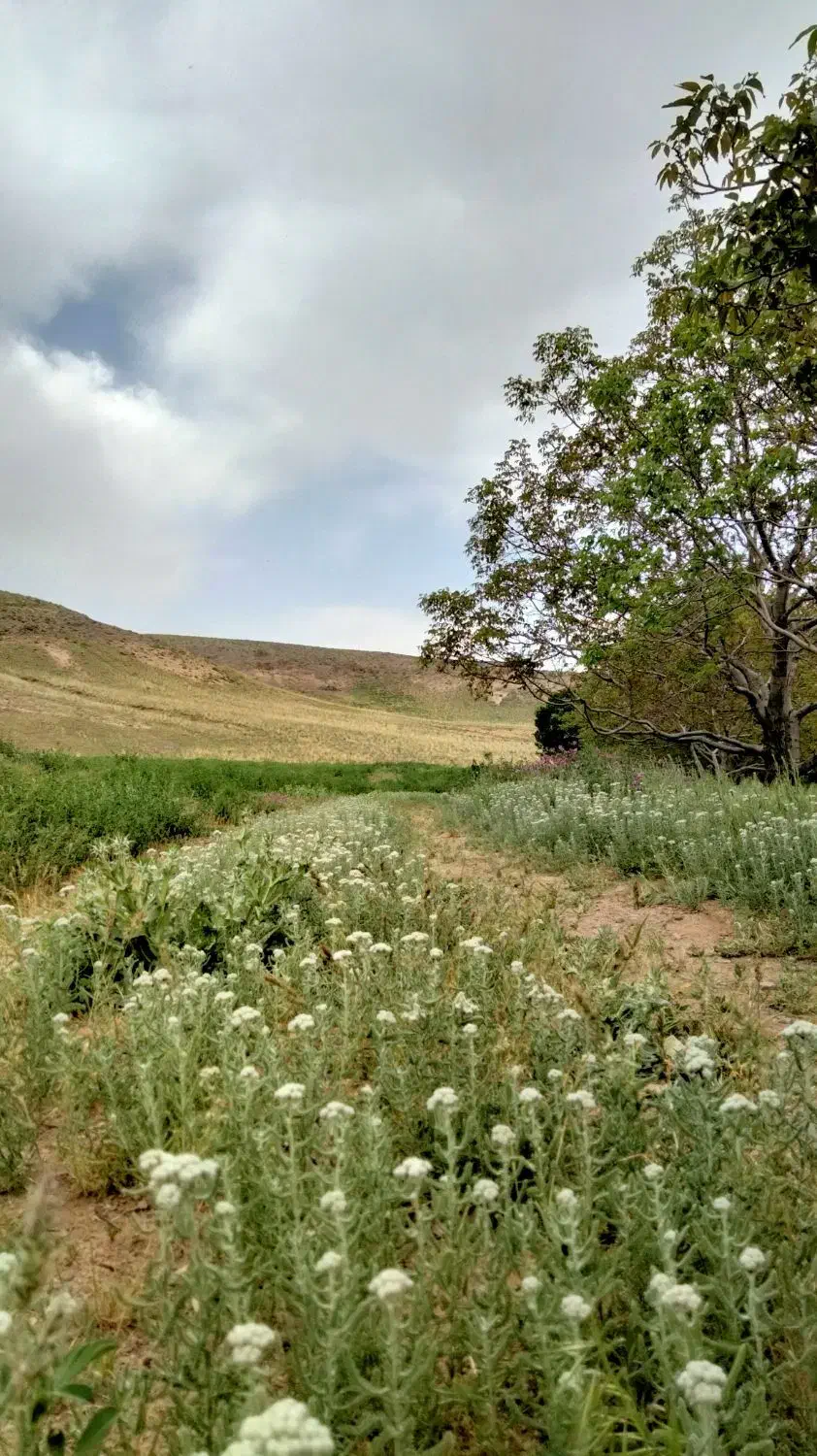 فروش وام ۴ درصد|فعالیت داوطلبانه|اسفراین, |دیوار