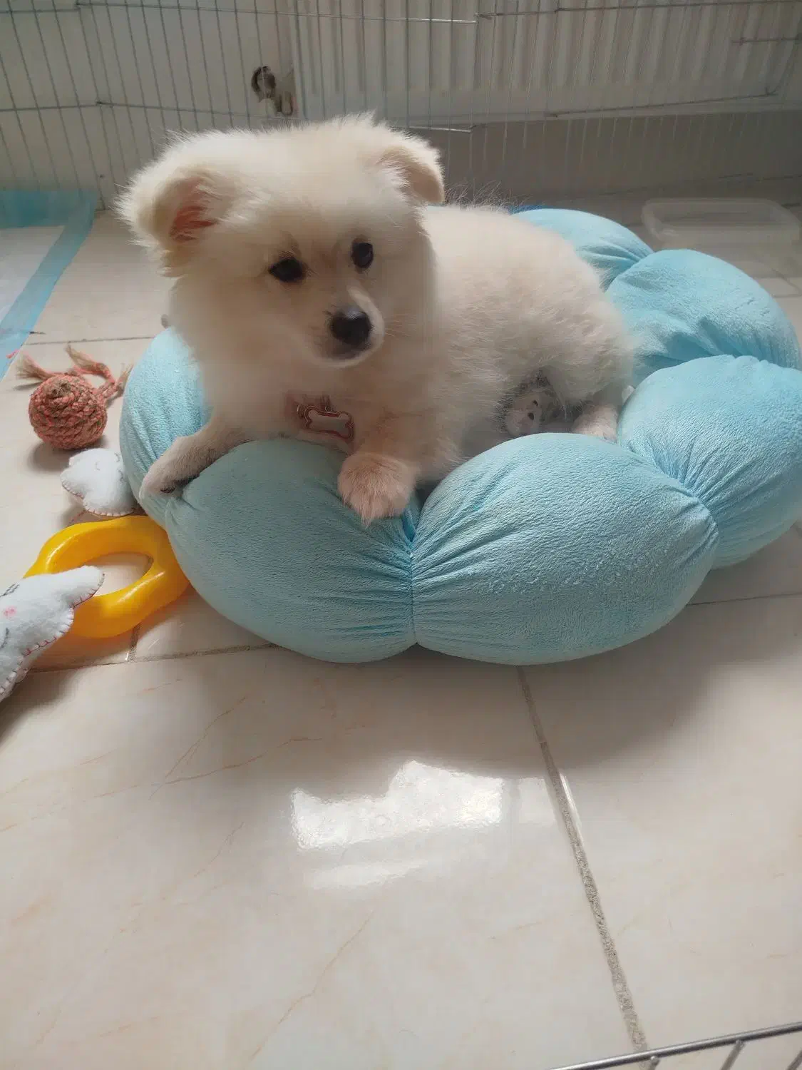 سگ پامر خرسی مینیاتوری کوچولو همراه وسایلش|سگ|خرمآباد, |دیوار