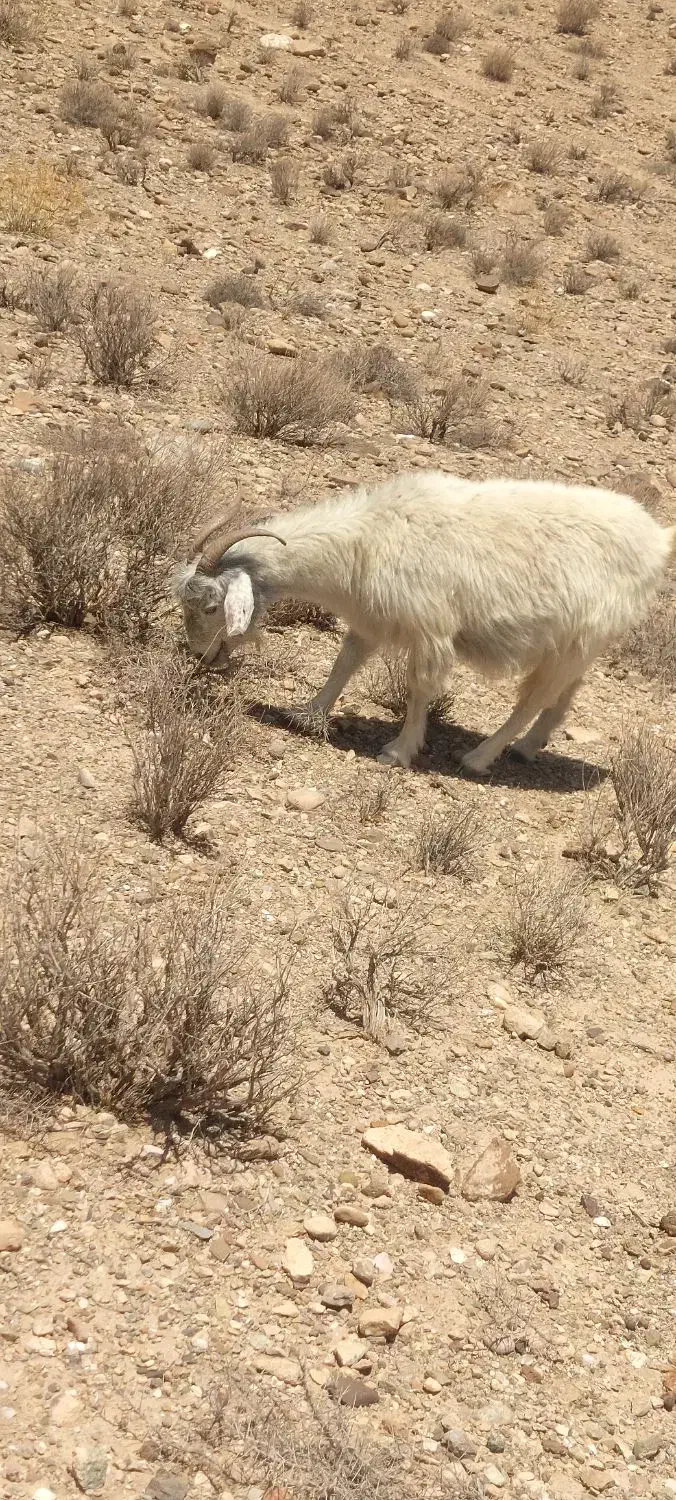 30عدد بز ابست 30روز دیگه میزاین|حیوانات مزرعه|کرمان, |دیوار
