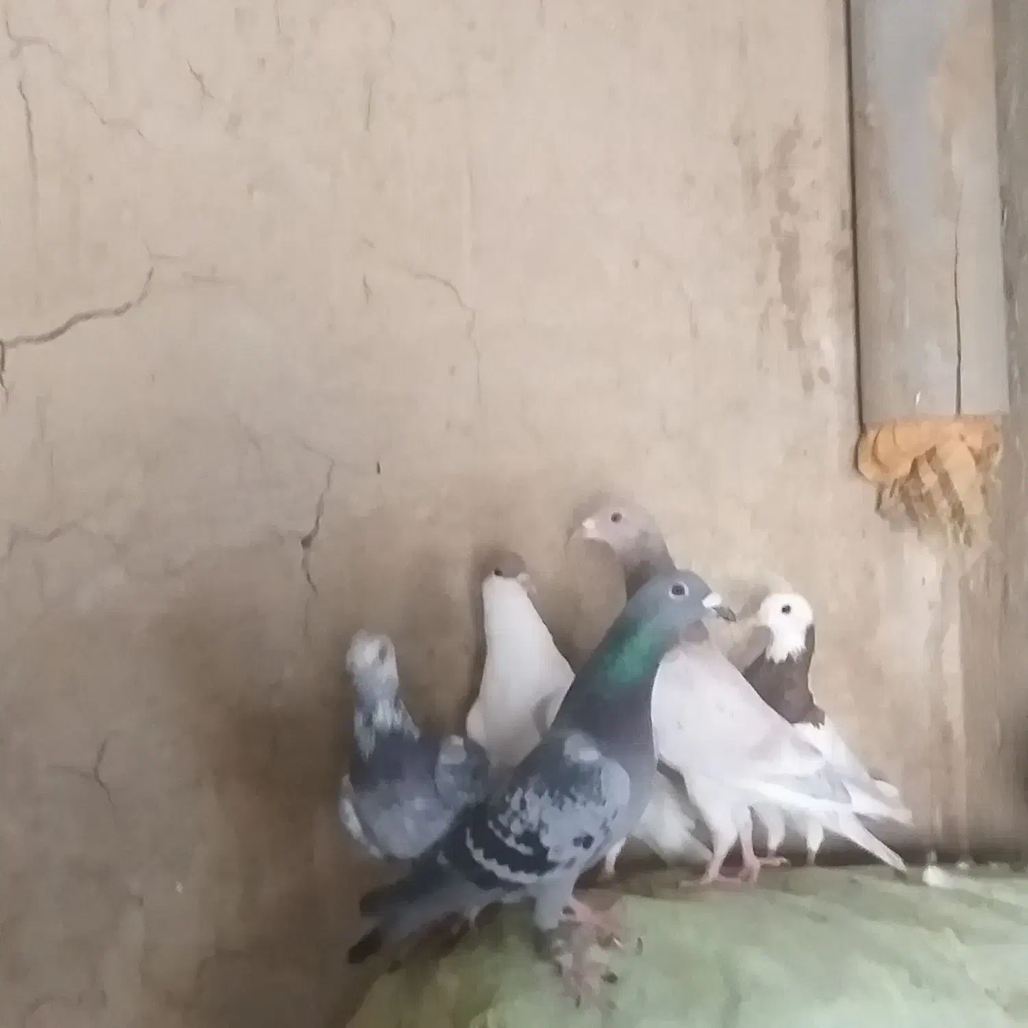 کفتر|پرنده|بردسکن, |دیوار