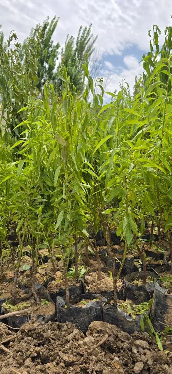 نهال بادام اصلاح‌شده مقاوم در برابر سرما و کم‌آب|خدمات باغبانی و درختکاری|قزوین, |دیوار