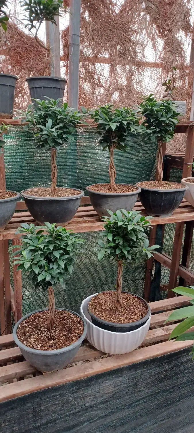 بن سای رتوزا|گل و گیاه طبیعی|صدرا-فارس, فاز ۱|دیوار