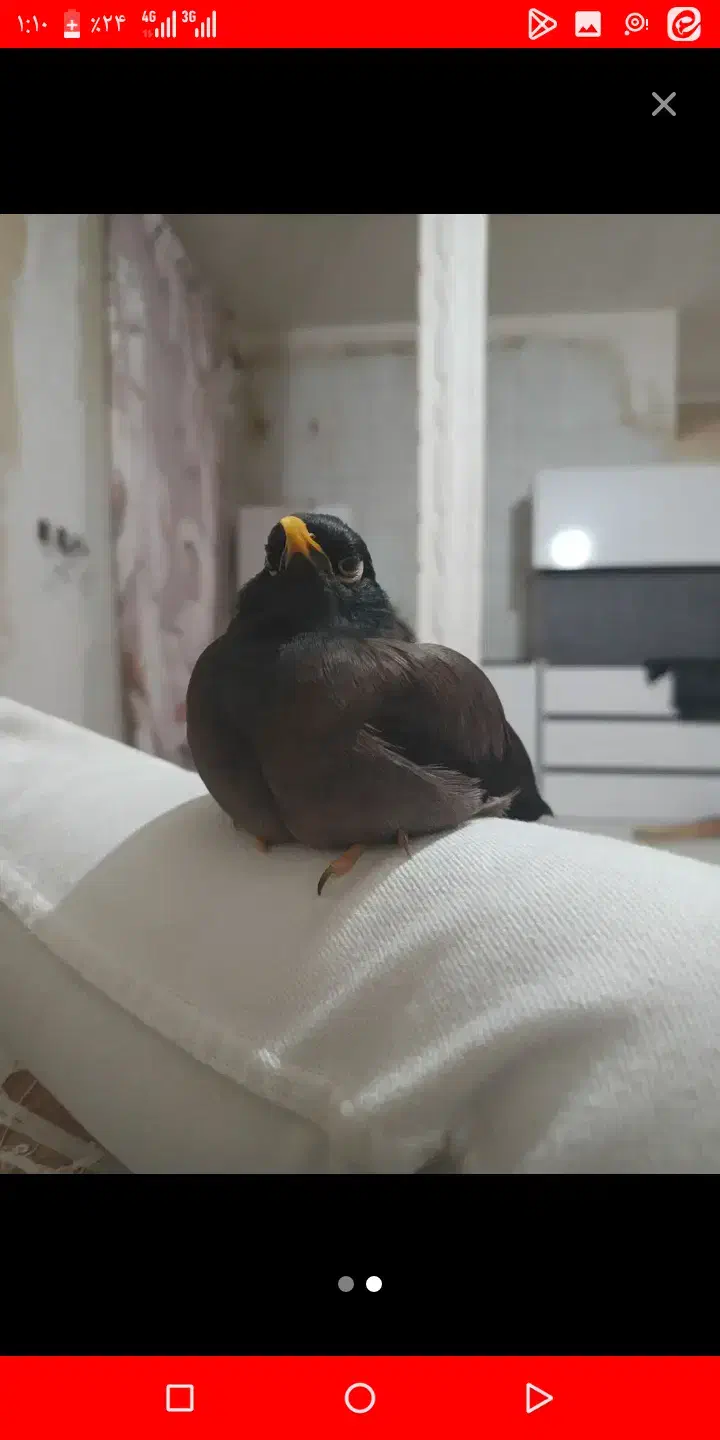 مرغ مینا گمشده|حیوانات|فردیس, سرحد آباد|دیوار