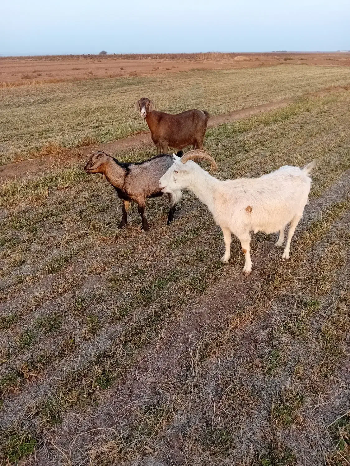۳عددبز (سانان) آبستن|حیوانات مزرعه|سبزوار, قصبه شرقی|دیوار