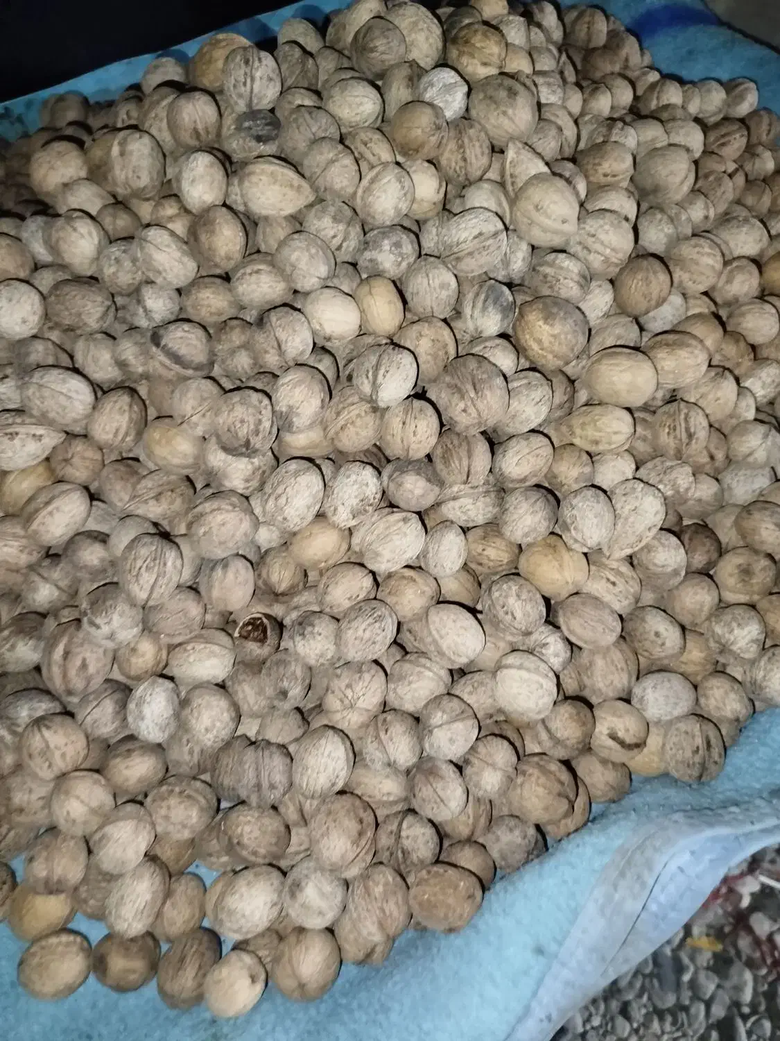 گردو به قیمت عمده درجه 1به شرط|عمده‌فروشی|ارژن, |دیوار