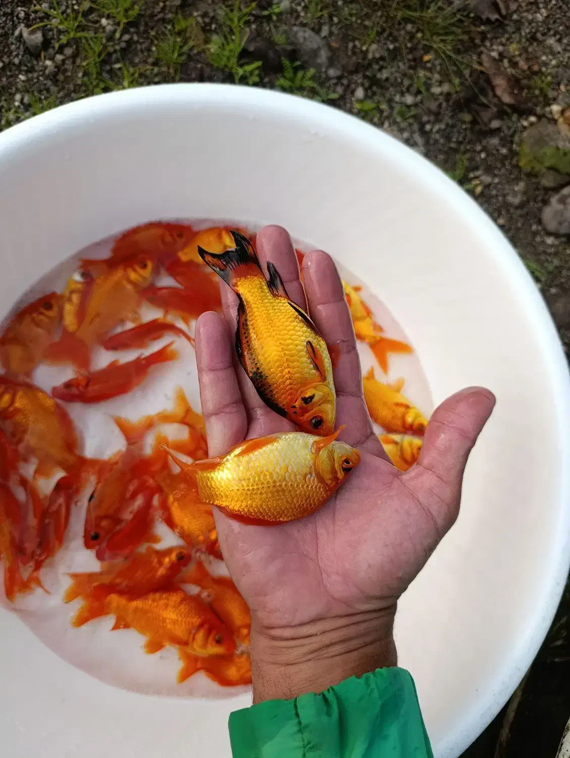 ماهی قرمز ۴ تا۵ بند|ماهی|سنگر, |دیوار