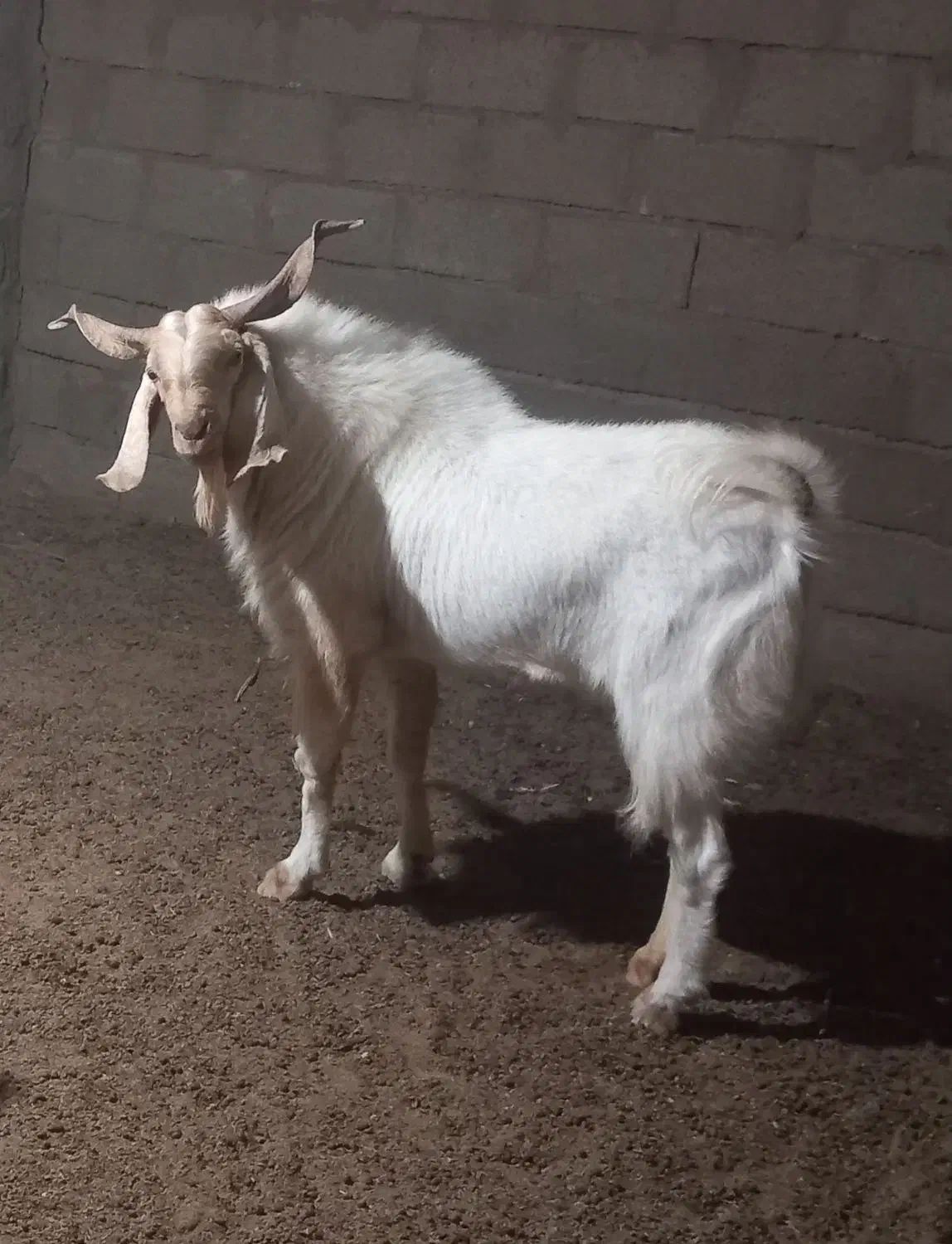 نری بذری|حیوانات مزرعه|سیرجان, |دیوار