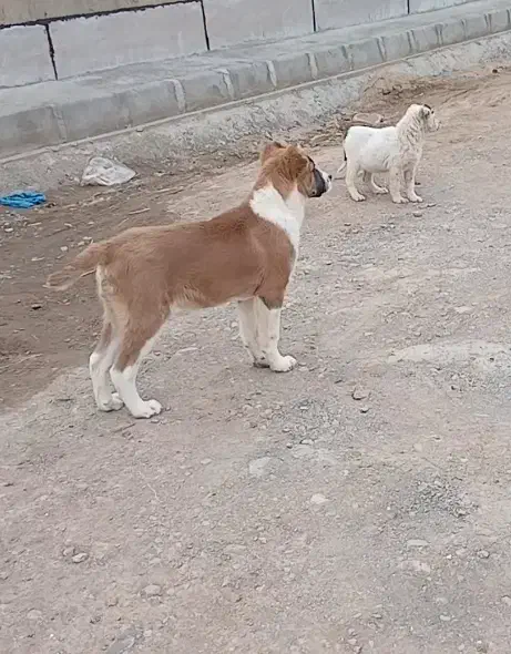 توله خراسانی|سگ|بشاریات, |دیوار