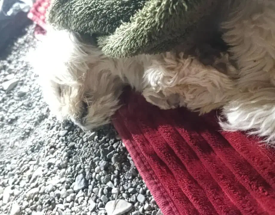 واگذاری|سگ|کرمان, |دیوار