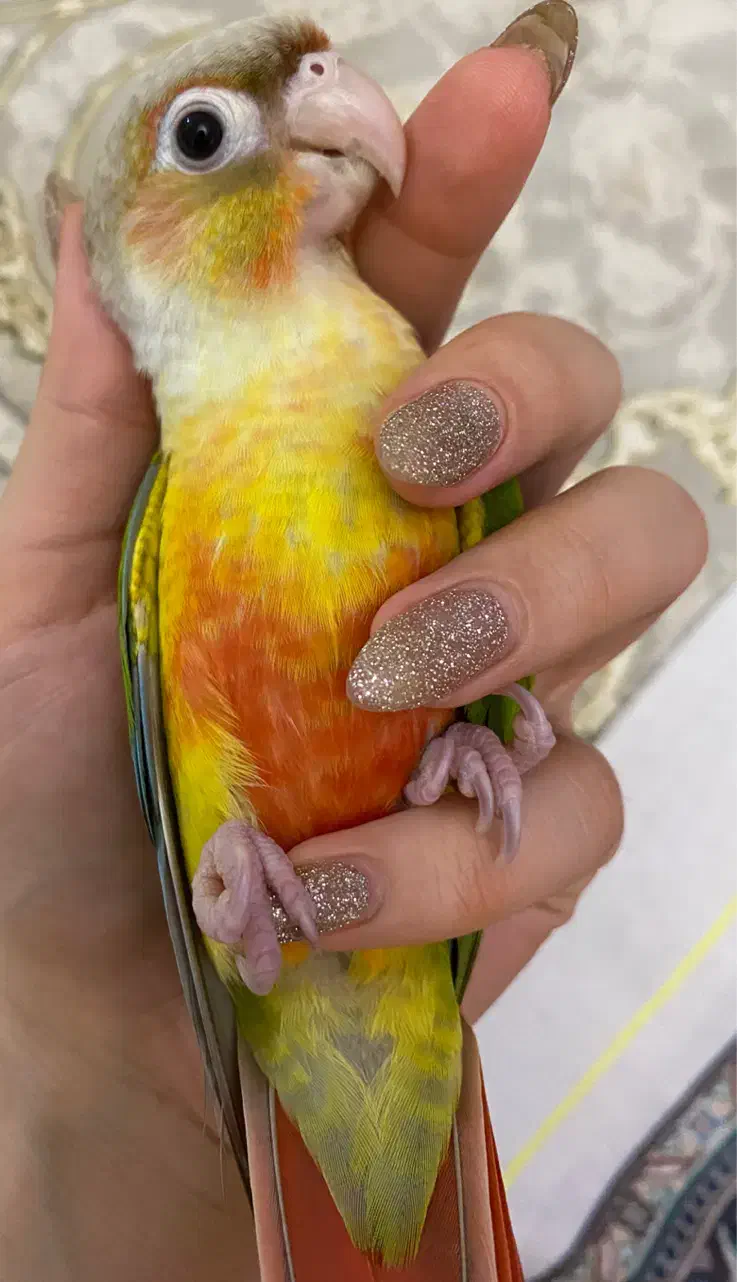 گیرنچیک اهلی|پرنده|تبریز, |دیوار