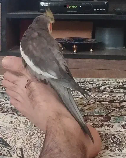 گمشده 6/13|حیوانات|شیراز, فخرآباد (دروازه کازرون)|دیوار