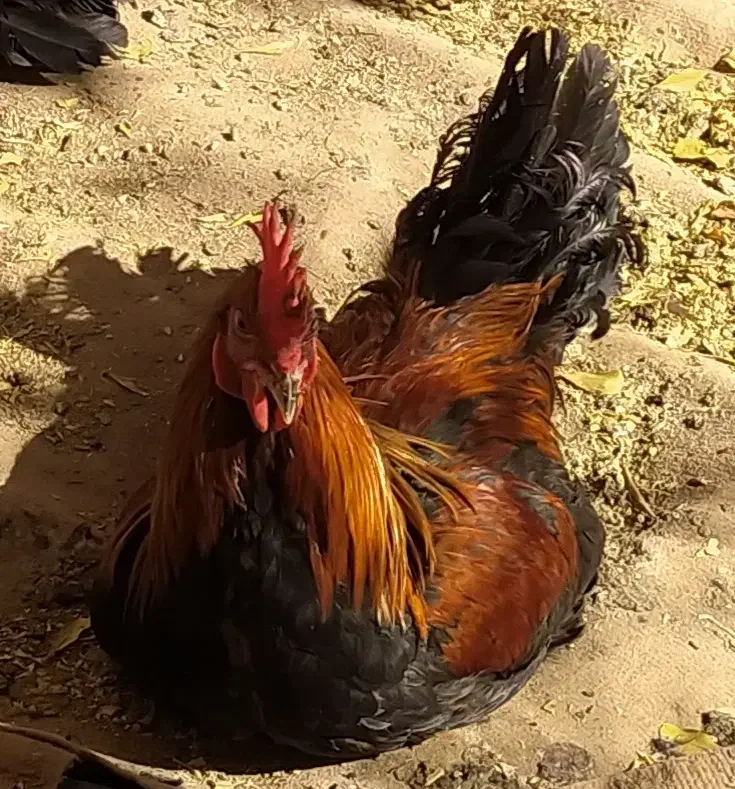 تخم مرغ نطفه دار بومی لری گلین|حیوانات مزرعه|شهرضا, |دیوار