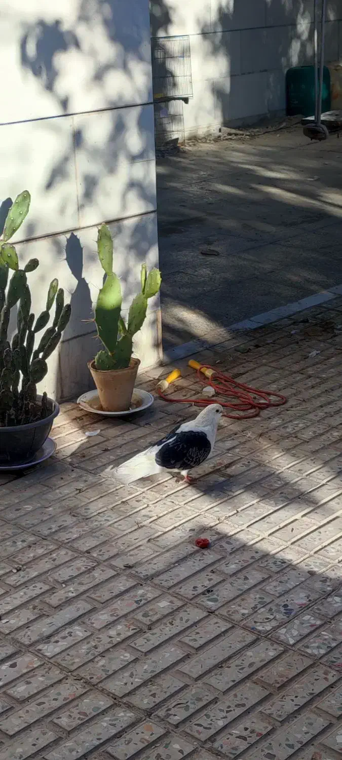 کبوتر خونگی|پرنده|سامان, |دیوار