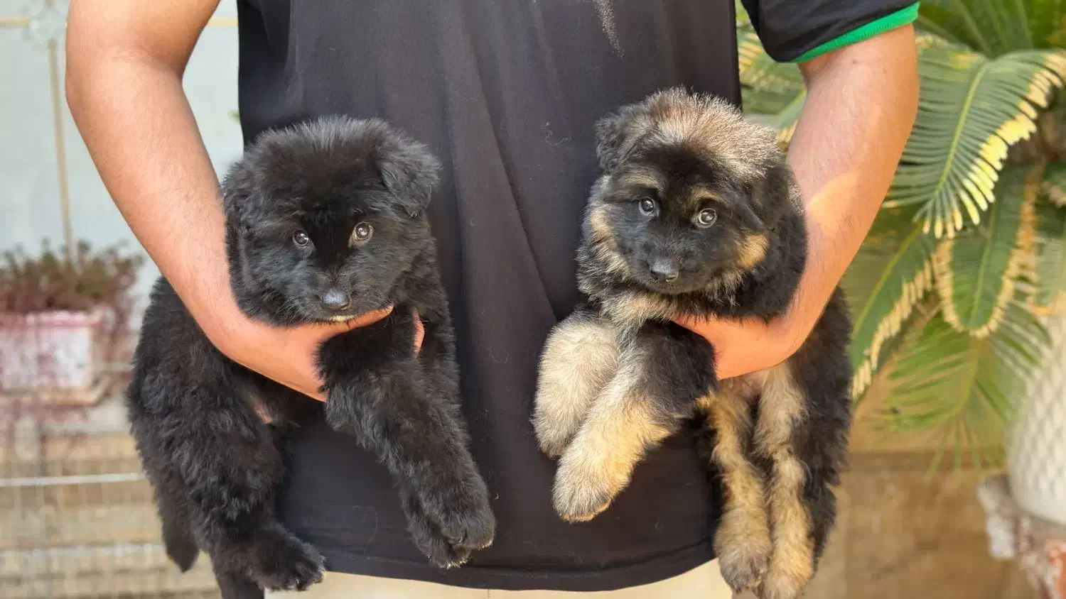 ژرمن شولاین|سگ|بندرعباس, |دیوار