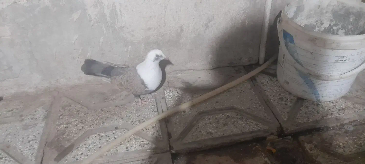 کبوتر|پرنده|نیشابور, مازول|دیوار