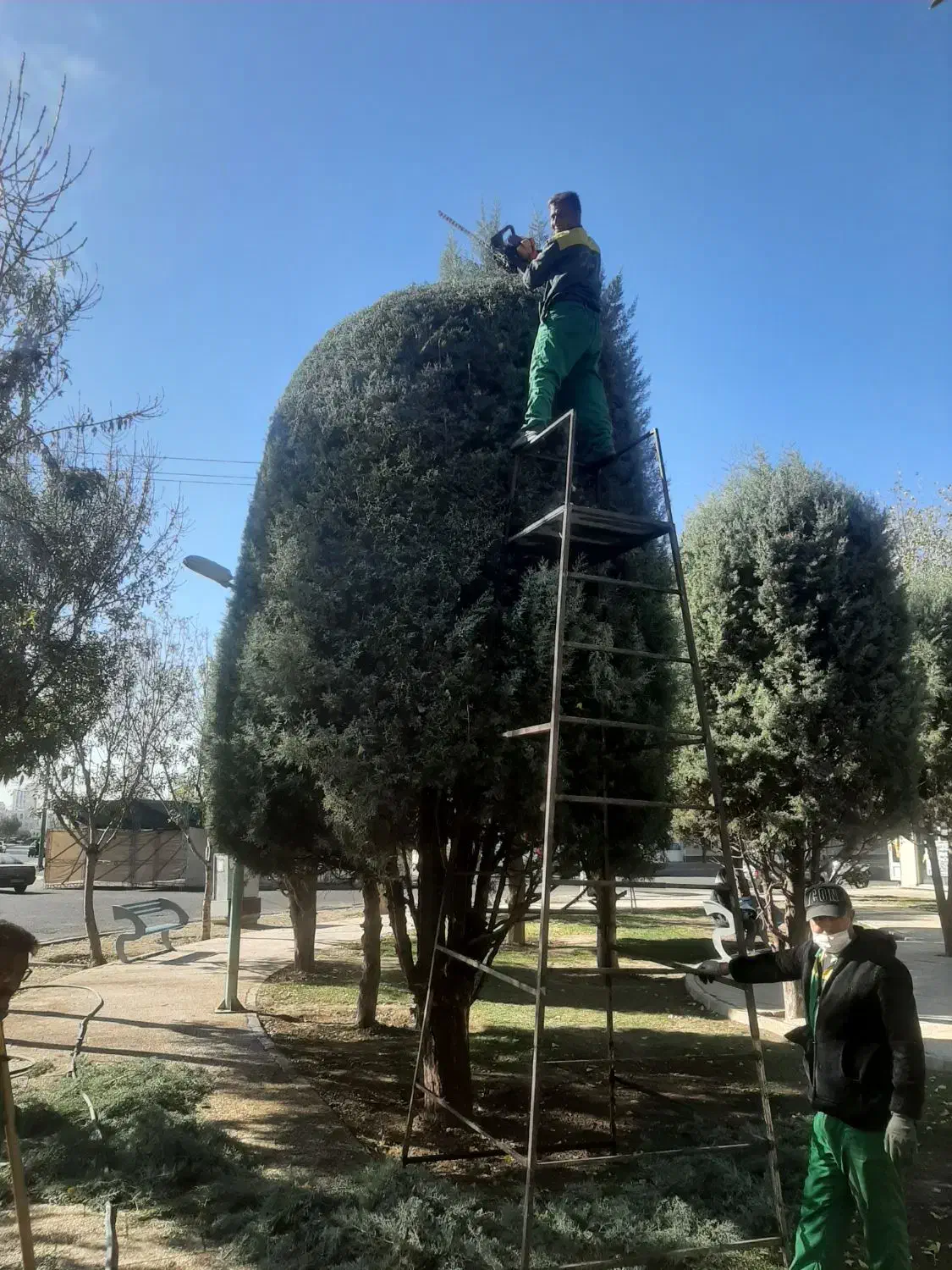 خدمات باغبانی گل کاری هرس درخت|خدمات باغبانی و درختکاری|فردیس, فردیس|دیوار
