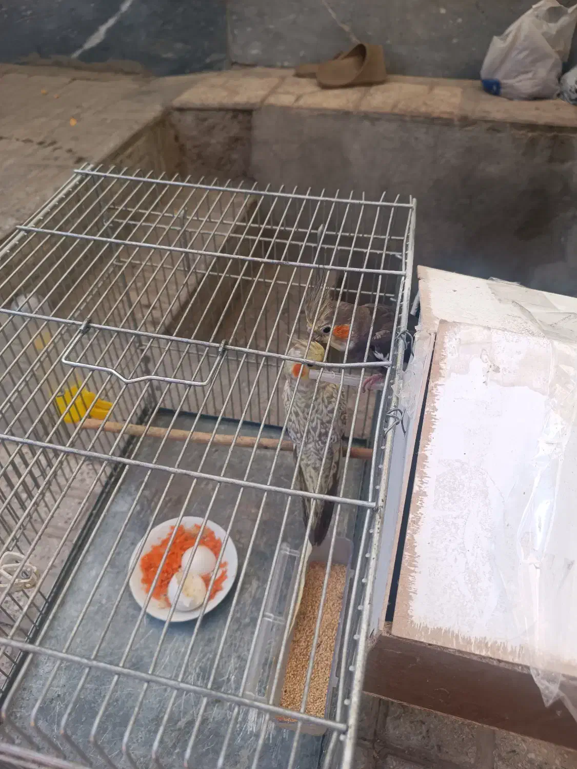 عروس هلندی مولد|پرنده|نورآباد, |دیوار