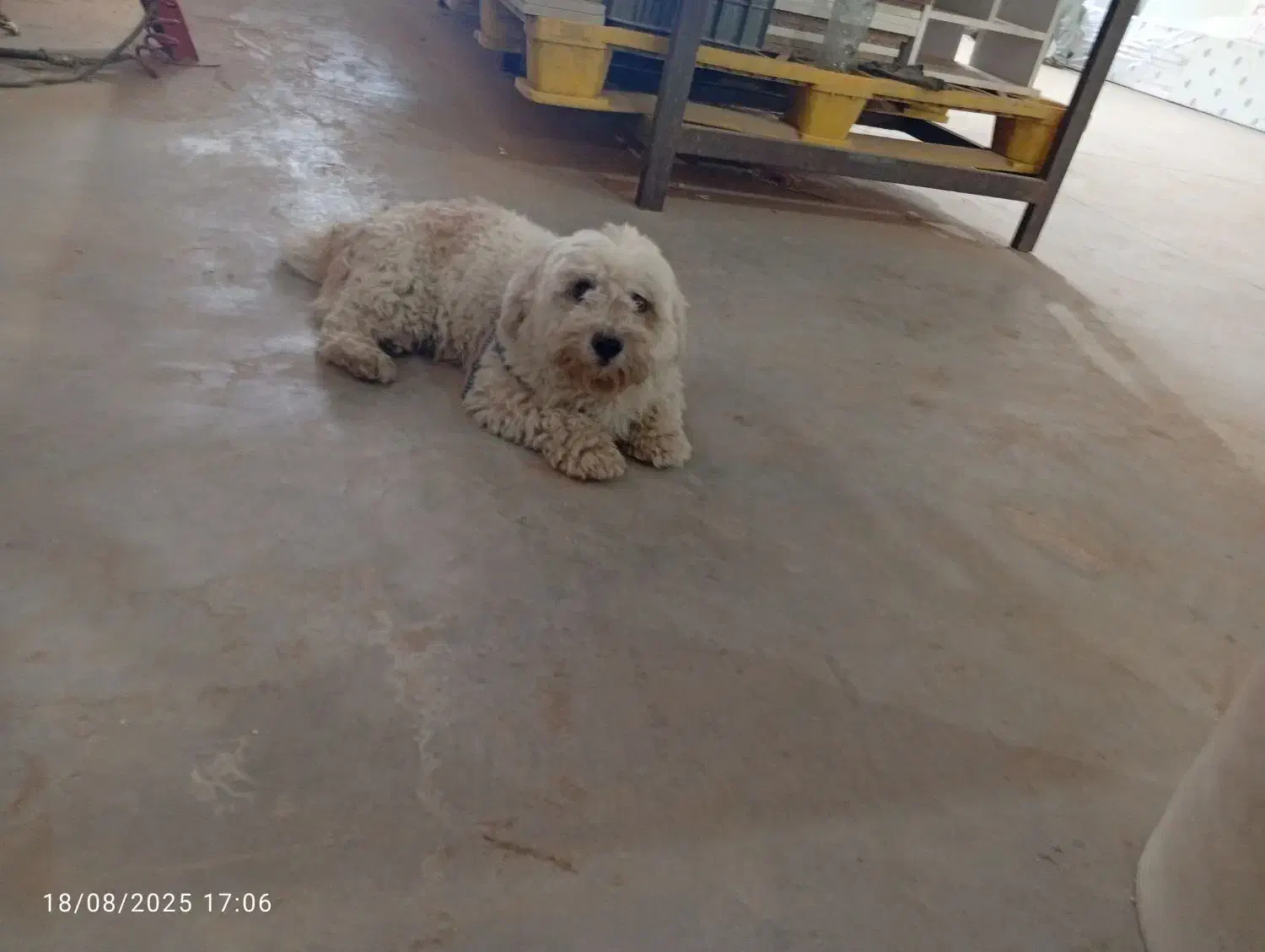 شیتزو انکل تراپی با شناسنامه|سگ|مشهد, بهار|دیوار