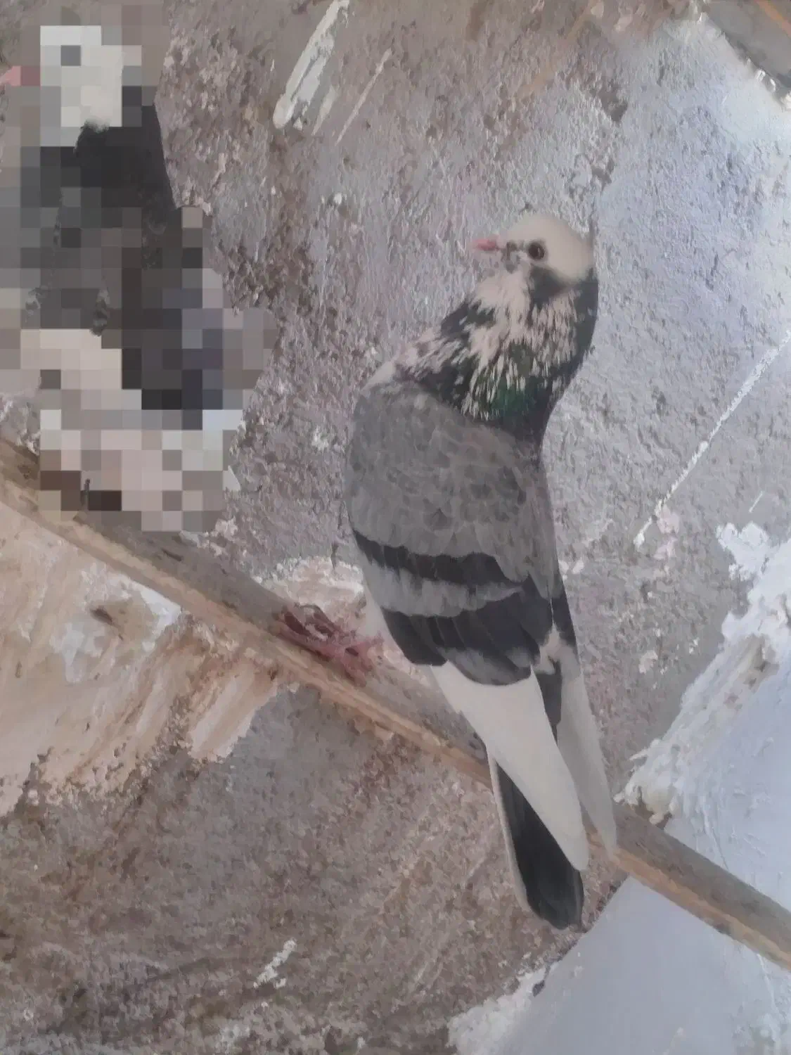 پرشی|پرنده|زابل, |دیوار