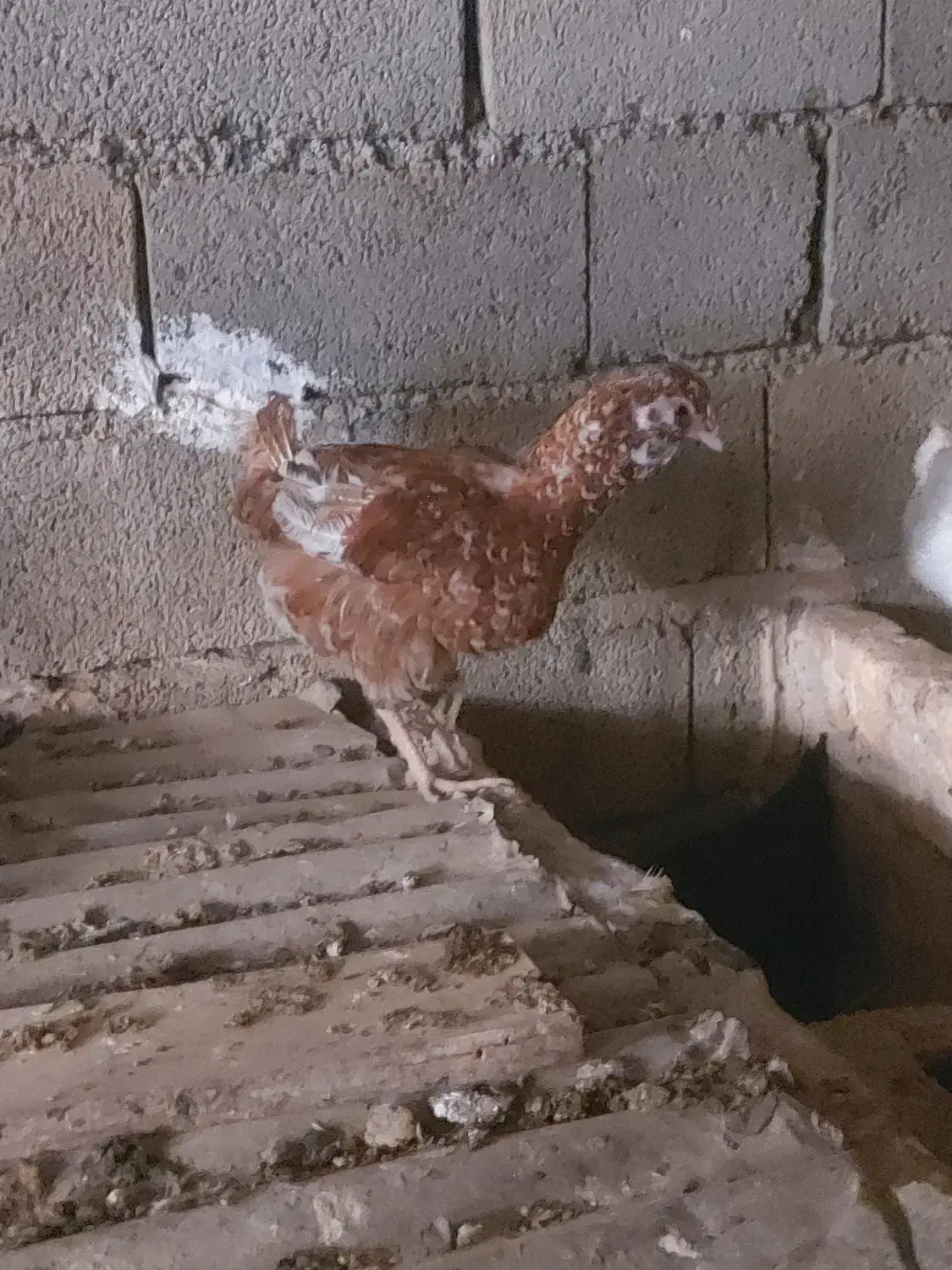 فروش مرغهای محلی و زینتی|حیوانات مزرعه|کوهسار (البرز), |دیوار