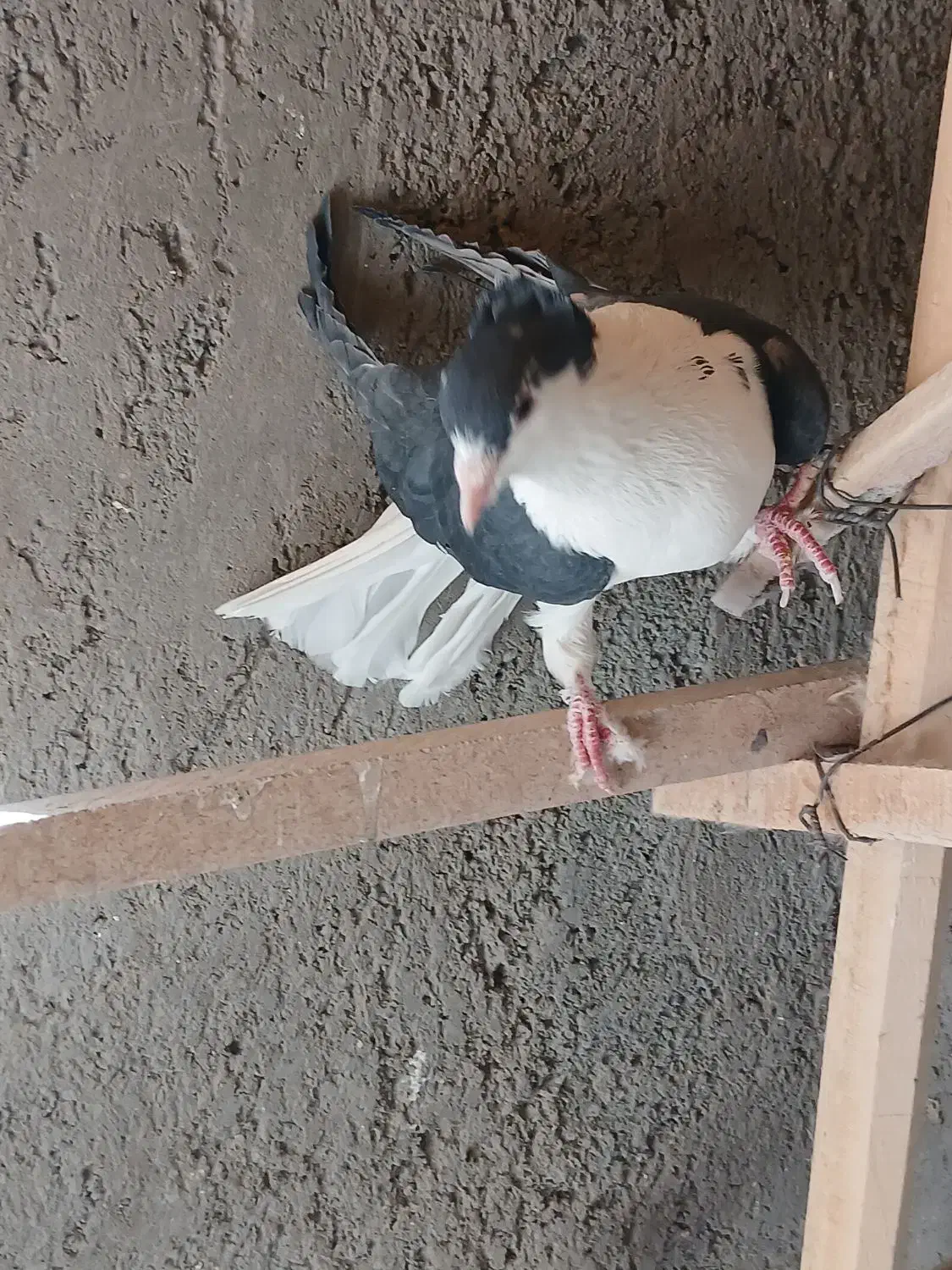 کبوتر دمگیر|پرنده|کاشان, رسالت|دیوار