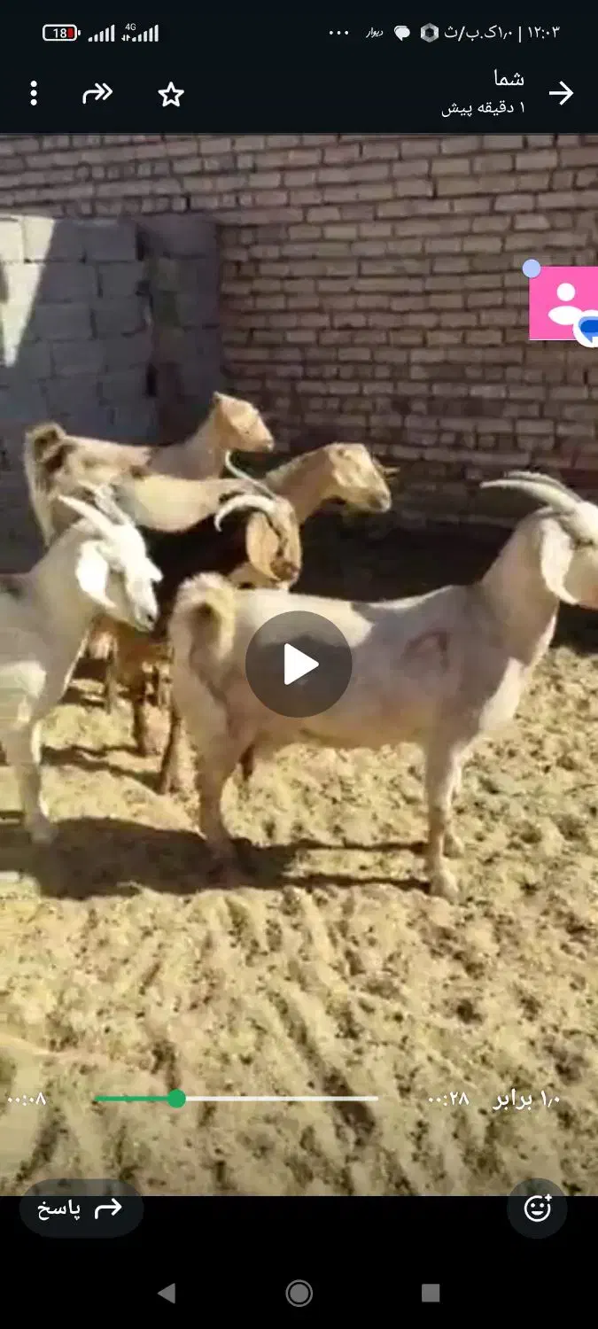 بزسانن|حیوانات مزرعه|درمیان, |دیوار