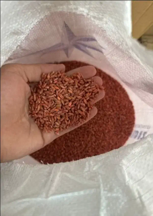 فروش ویژه بذرگندم فلکساواوکراینی ازصربستان و ترکیه|خدمات باغبانی و درختکاری|ایلخچی, |دیوار