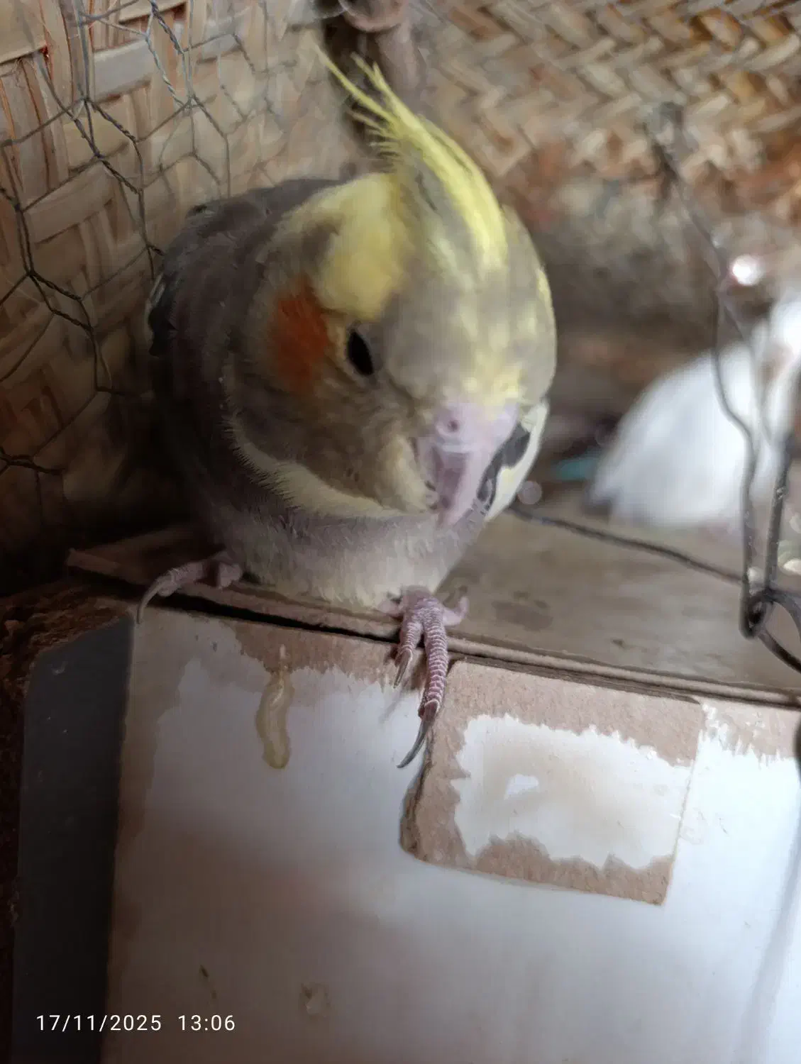 عروس هلندی ماده فروشی|پرنده|ایرانشهر, |دیوار