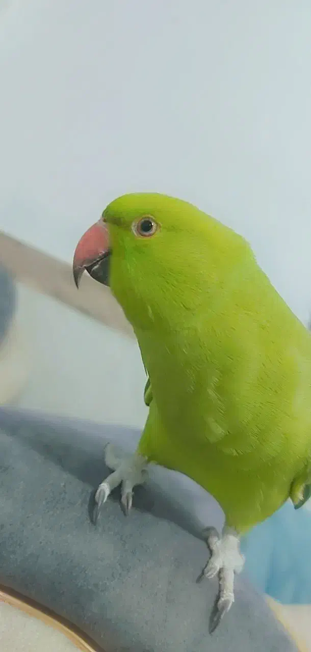 طوطی ملنگو نر|پرنده|پیشوا, |دیوار