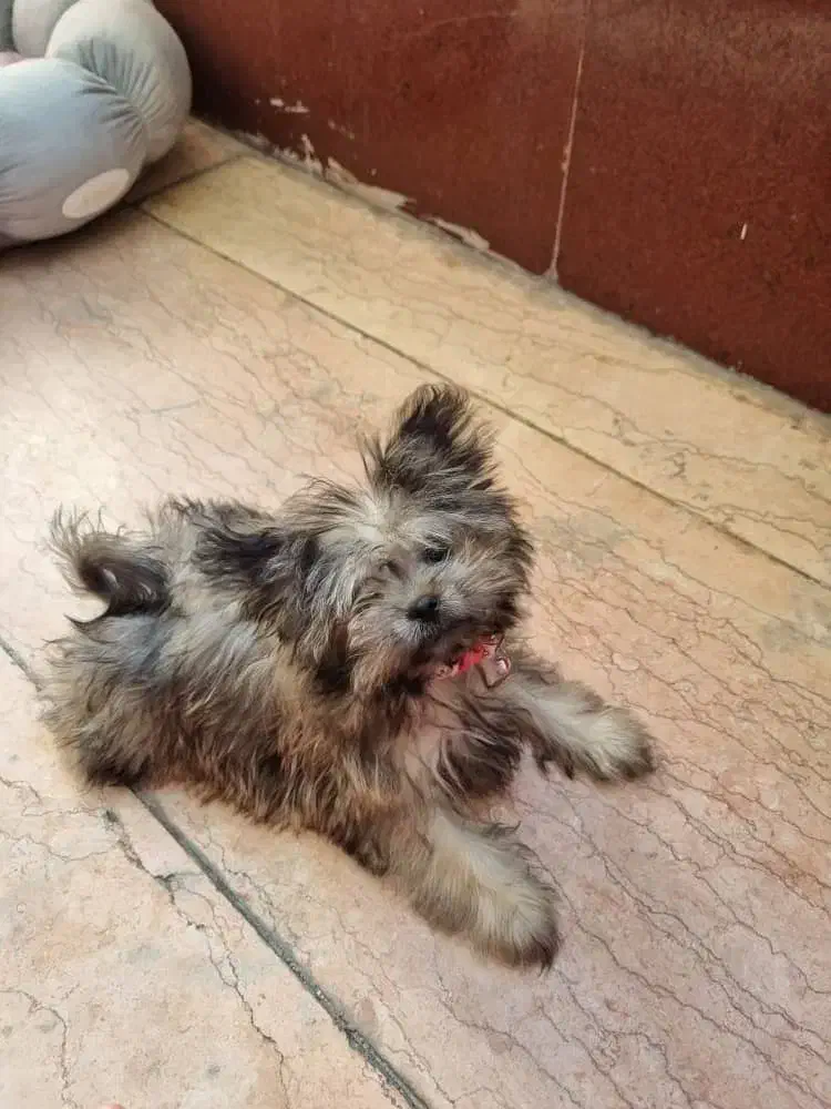 سگ یورک شایر ۶ ماهه|سگ|شهریار, شهریار|دیوار