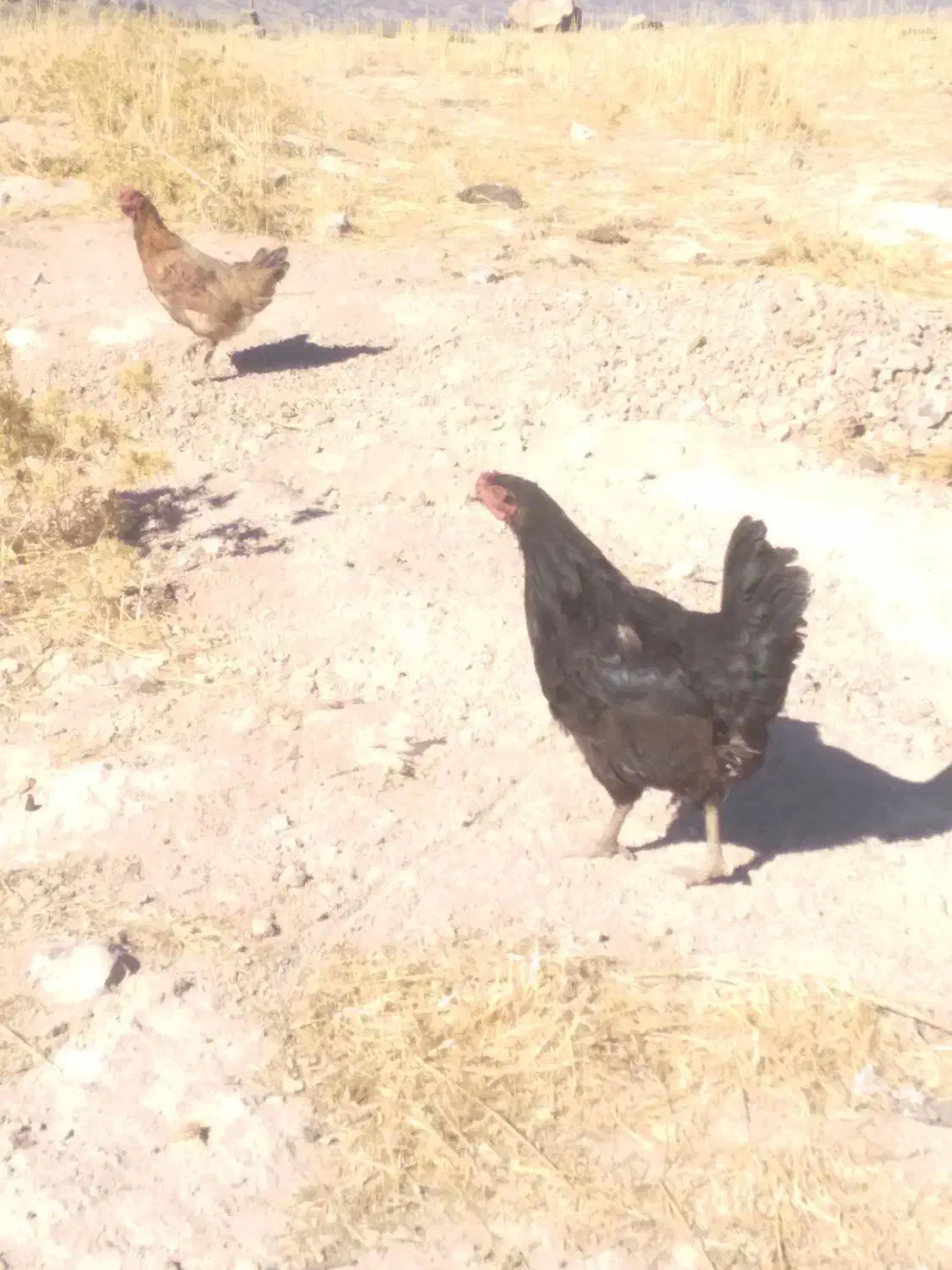 مرغ|حیوانات مزرعه|جوانرود, |دیوار