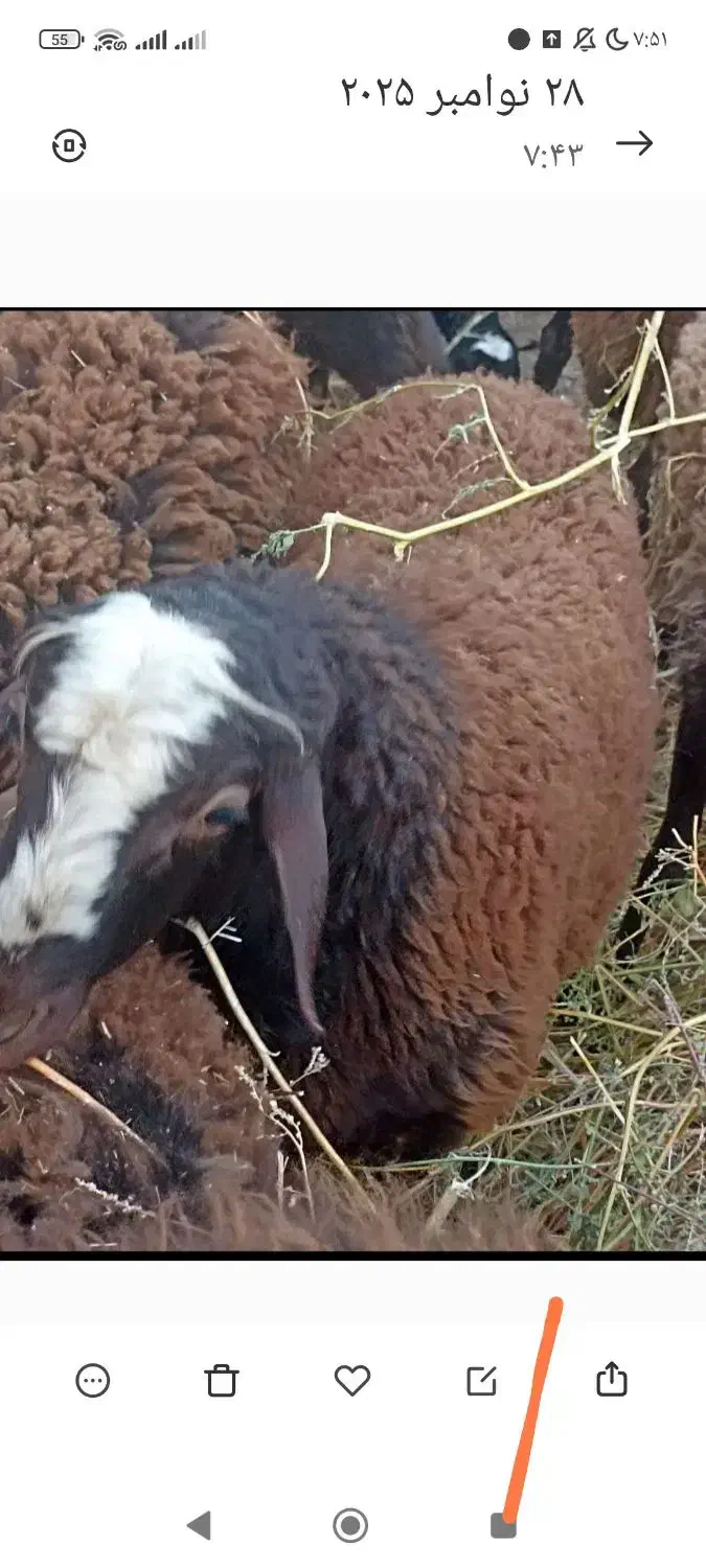 بره نر 60کیلویی سالم|حیوانات مزرعه|گرمسار, |دیوار