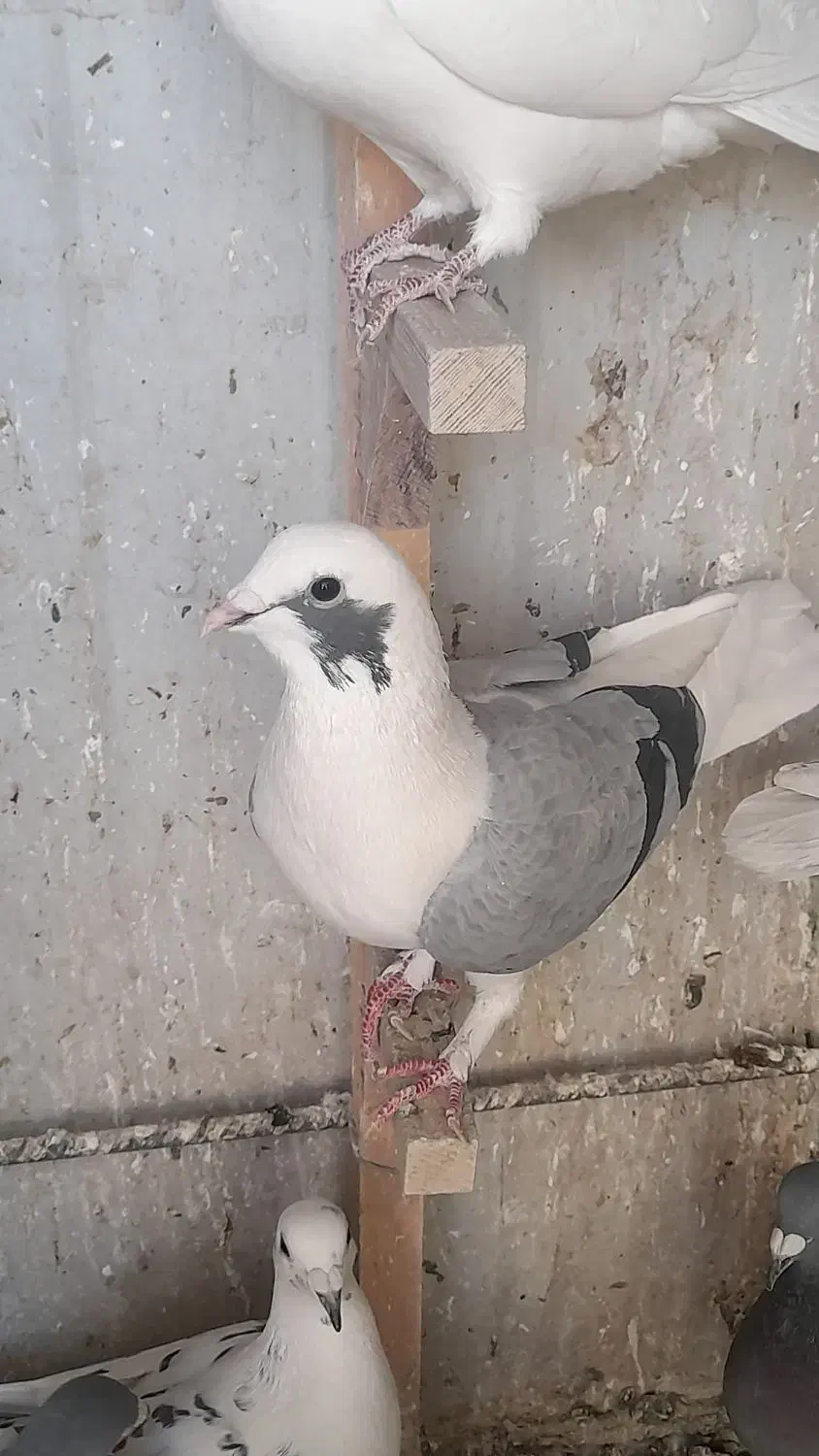 پشت سبز شهری|پرنده|شیراز, تندگویان|دیوار