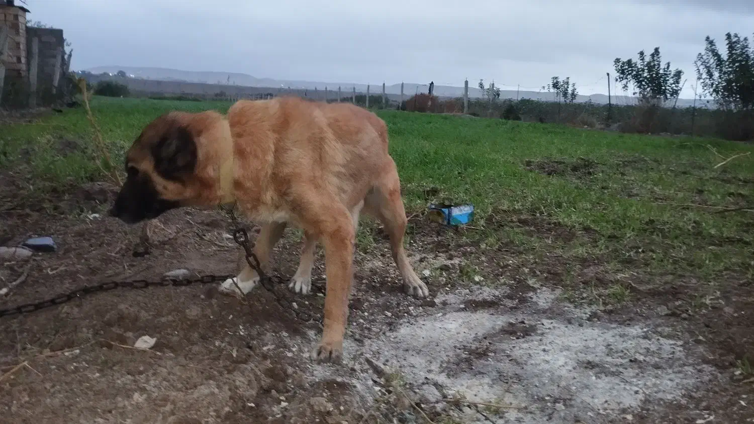 مادهطلا|سگ|اصلاندوز, |دیوار